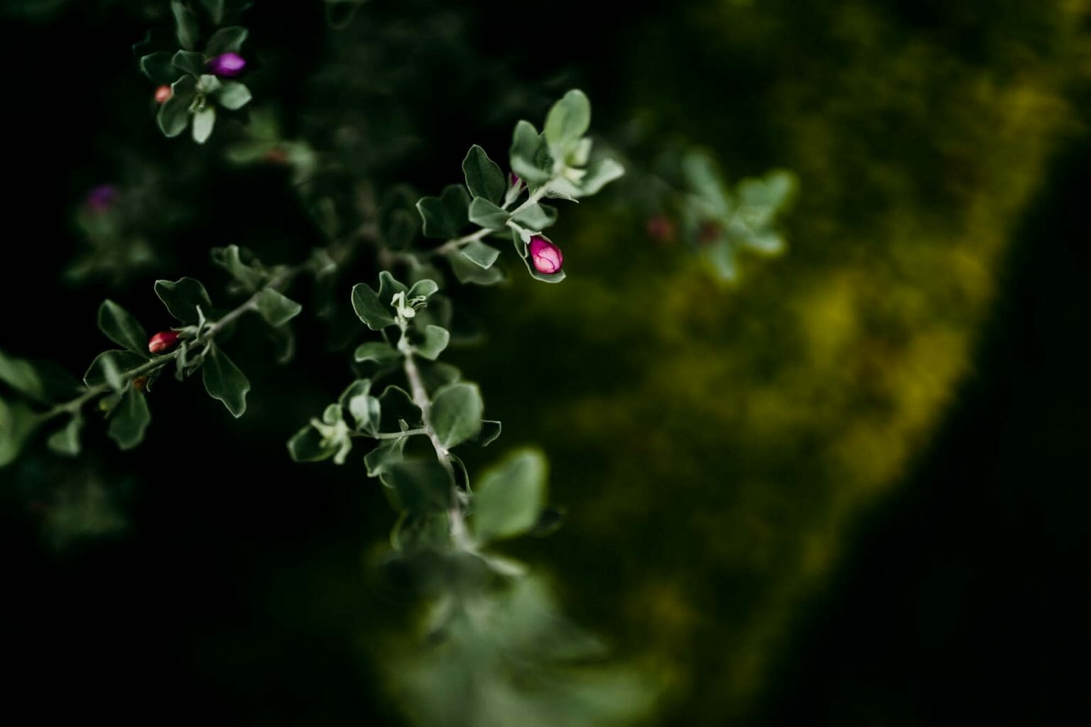 Ayan Day Out | Bangalore Kids Photography - photograph 2